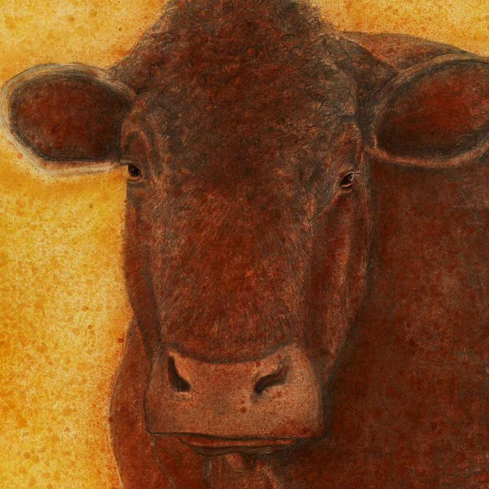 Cow limited edition print by Seth B. Minkin